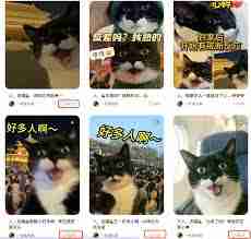 如何用即梦ai制作猫狗短视频