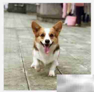 Foxit替换PDF图片教程