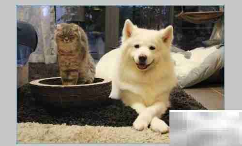 Fireworks图片放射模糊技巧