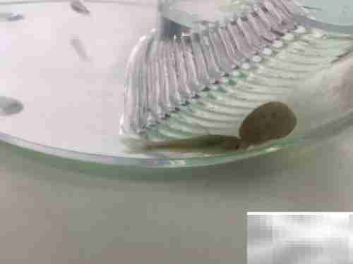 小精灵鱼饲养全攻略