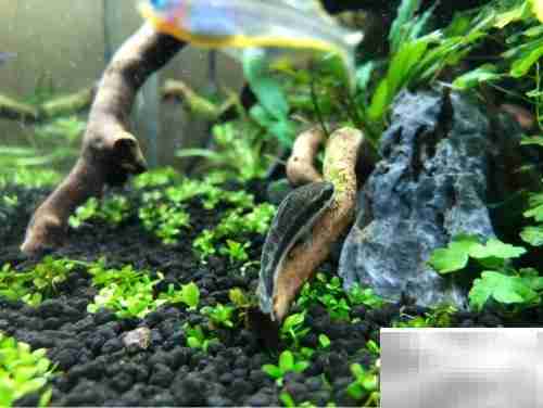 小精灵鱼饲养全攻略