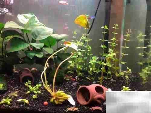 小精灵鱼饲养全攻略