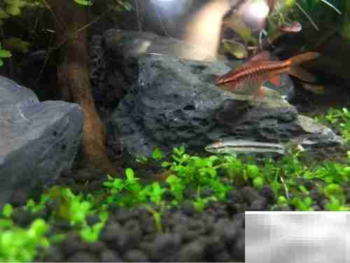 小精灵鱼饲养全攻略