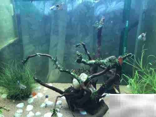 小精灵鱼饲养全攻略