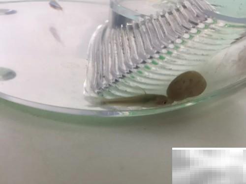 小精灵鱼饲养指南与常见问题