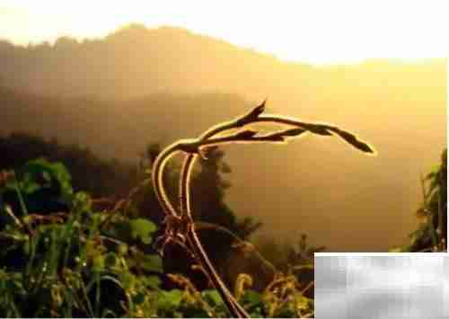 晨光之美,如诗如画