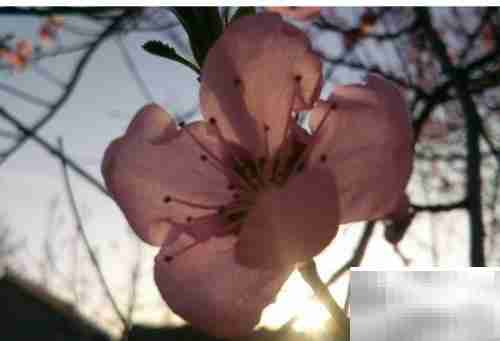 晨光之美,如诗如画