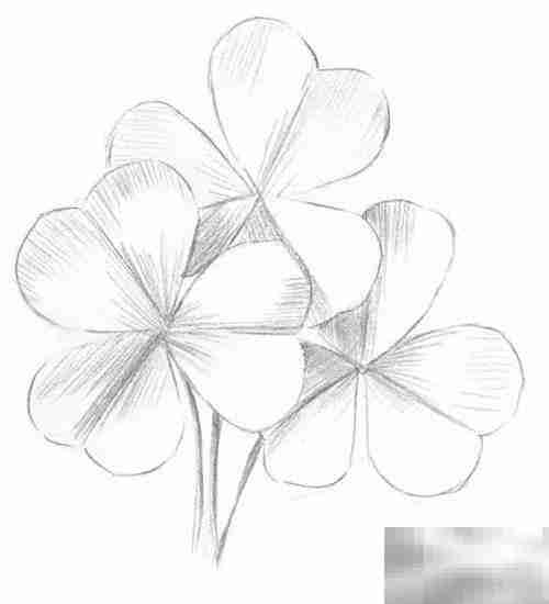 三叶草绘画技巧