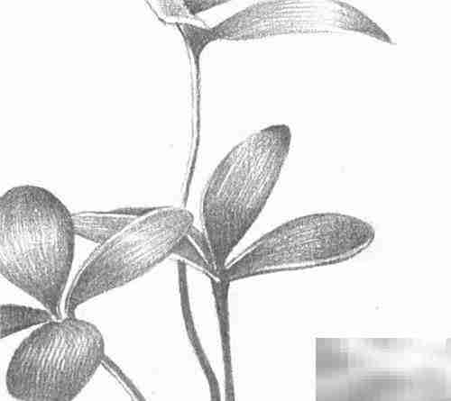 三叶草绘画技巧