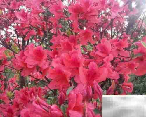 火红杜鹃养殖技巧