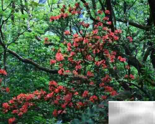 火红杜鹃养殖技巧