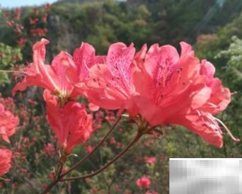 火红杜鹃养殖技巧与养护指南