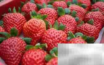 草莓我们吃的是哪个部位？