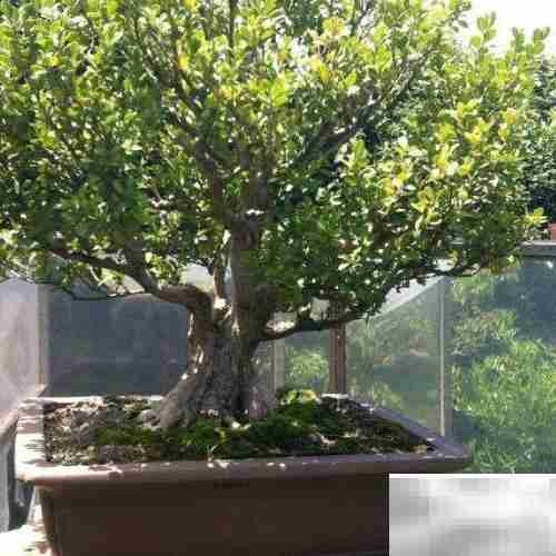 黄杨常见病虫害防治方法