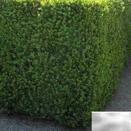 黄杨常见病虫害防治方法