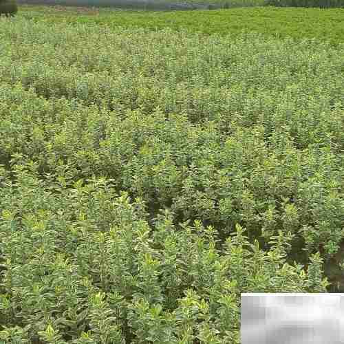 黄杨常见病虫害防治方法