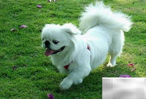 本土名犬推荐：中华田园犬饲养指南