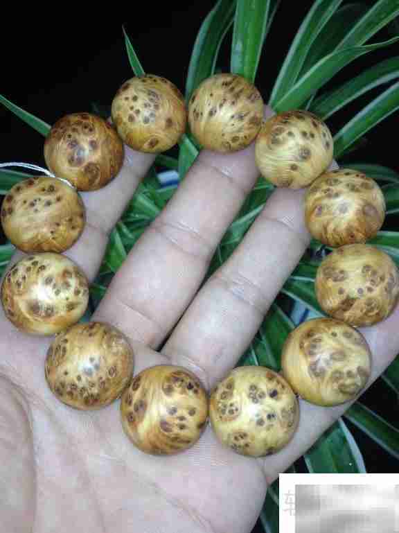 崖柏对人体的五大益处