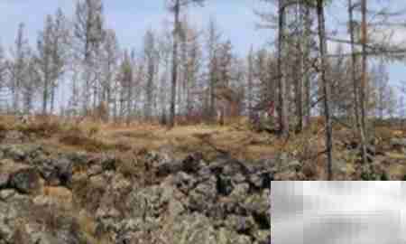 高山柏移栽技巧