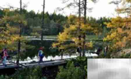 高山柏移栽技巧