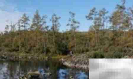 高山柏移栽技巧