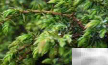 高山柏移栽技巧