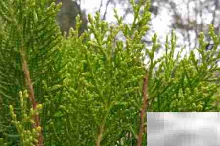 偃柏的形态特征与生长习性