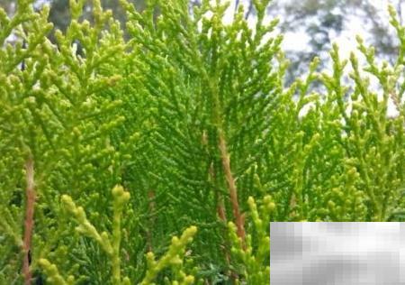 偃柏的形态特征与生长习性