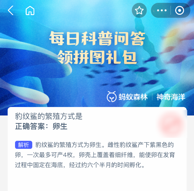 豹纹鲨繁殖方式全解析