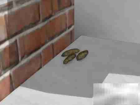 最有效驱鼠方法大揭秘