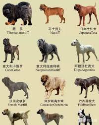 禁养犬合法饲养指南与注意事项