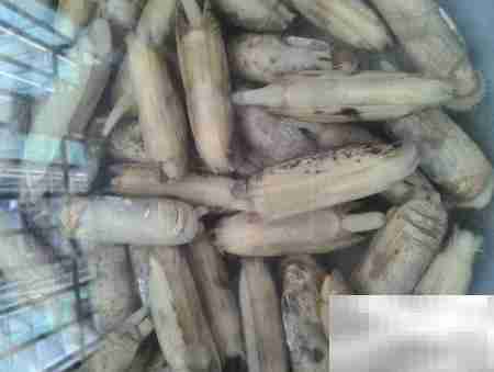 蒜末拇指蛤汤：鲜香开胃