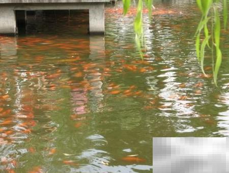 翻页相册制作教程与技巧分享