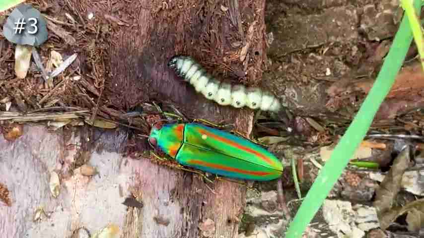 探索雨林:翻开石头下的秘密生物世界