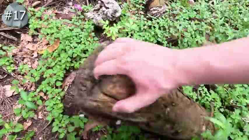 探索雨林:翻开石头下的秘密生物世界