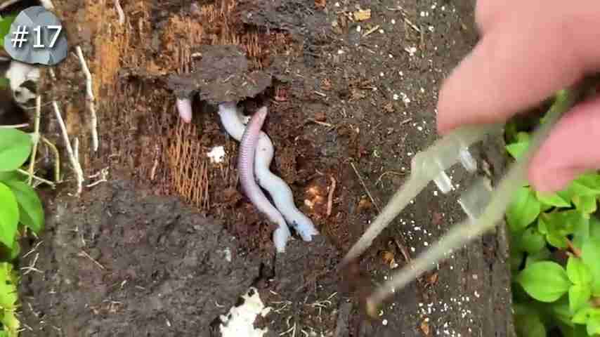 探索雨林:翻开石头下的秘密生物世界