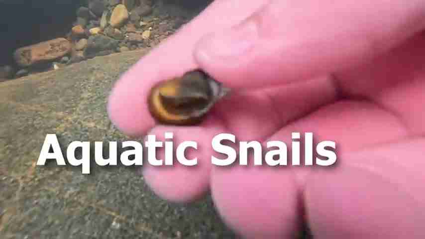 探索雨林:翻开石头下的秘密生物世界