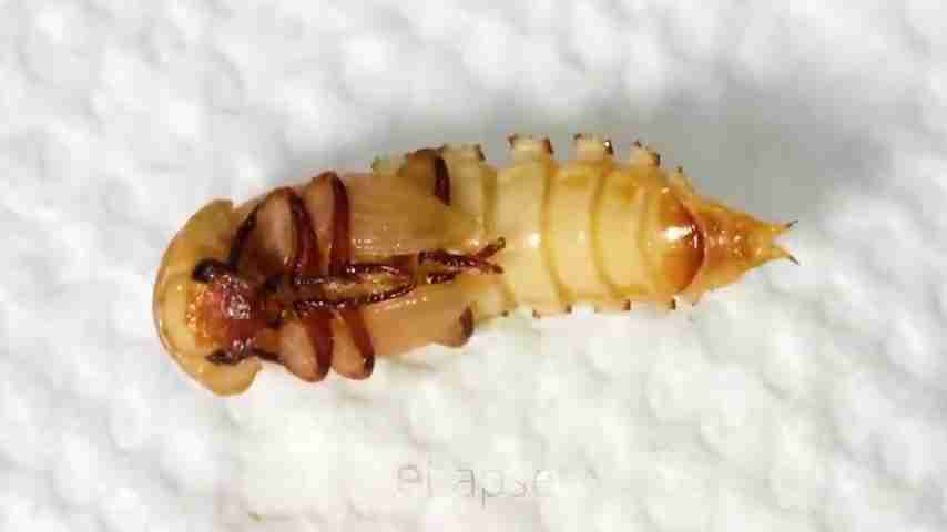 探索雨林:翻开石头下的秘密生物世界