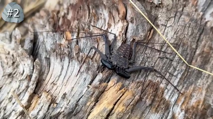 翻开石头看雨林神秘生物
