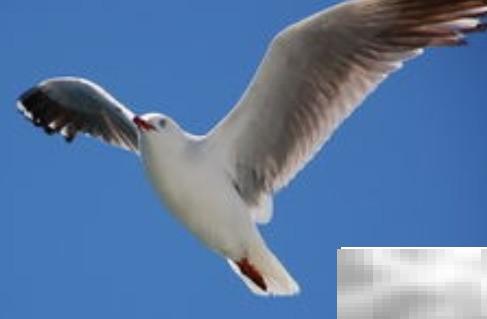 海鸥象征意义与文化内涵解析