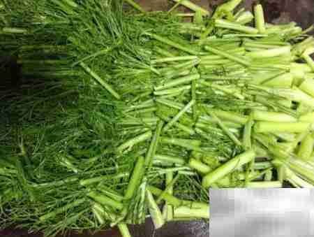 茴香蒸菜,家常美味