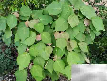 桥梁油漆大修陆料管理要求