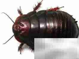 南京土元各龄期饲料配方