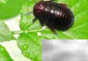 南京土元各龄期饲料配方