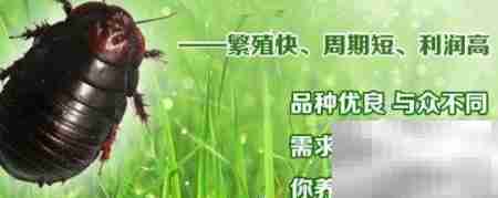 南京土元各龄期饲料配方