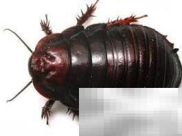 南京土元各龄期饲料配比全解析