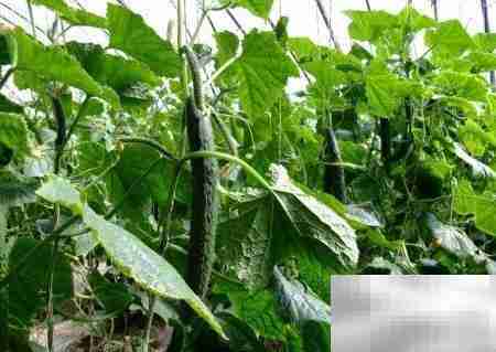 轻松灭蟑,一招搞定