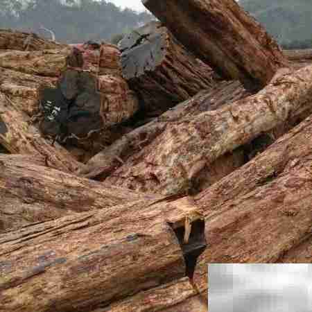 紫光檀为何不值钱?