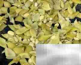 猪肉炒狗儿豆做法详解