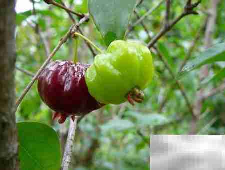 从零学开水果店